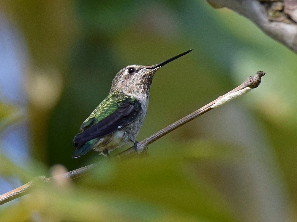 Hummer.jpg