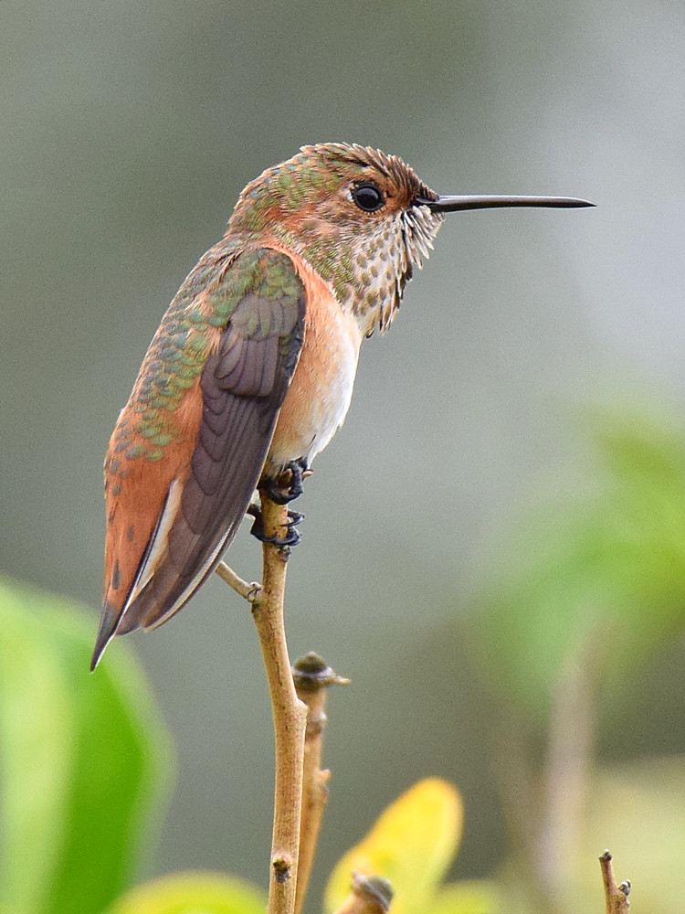 Hummer.jpg