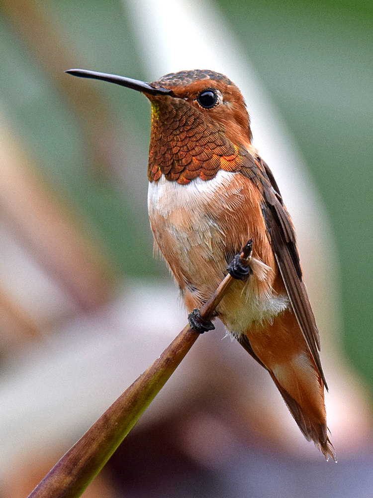 Hummer.jpg