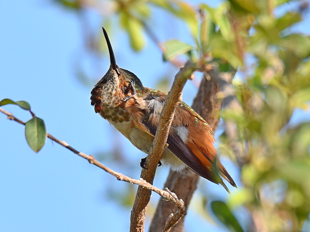 Hummer.jpg