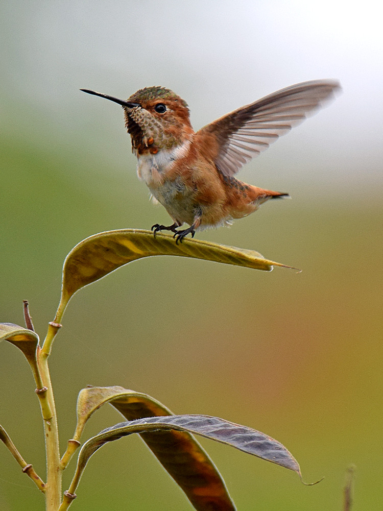 Hummer.jpg