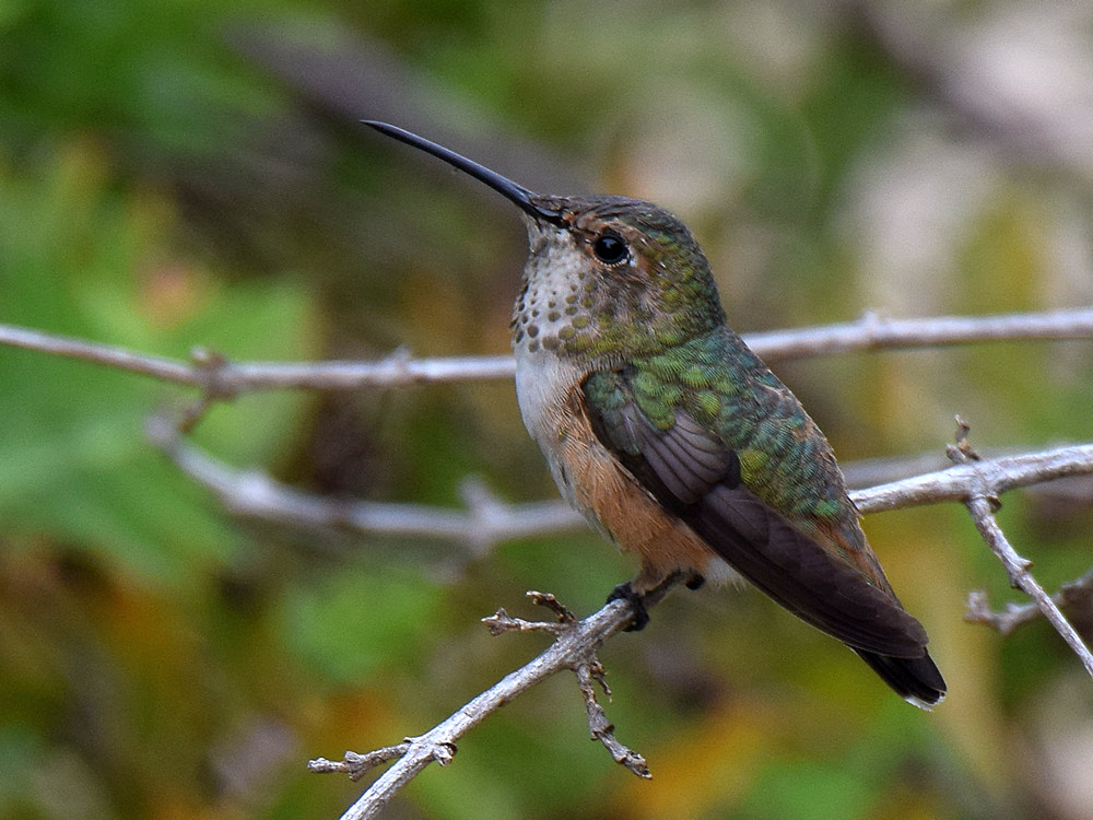 Hummer.jpg