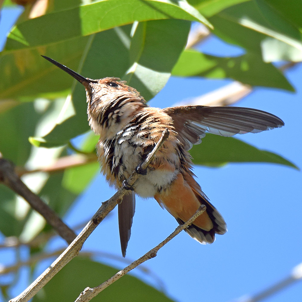 Hummer.jpg