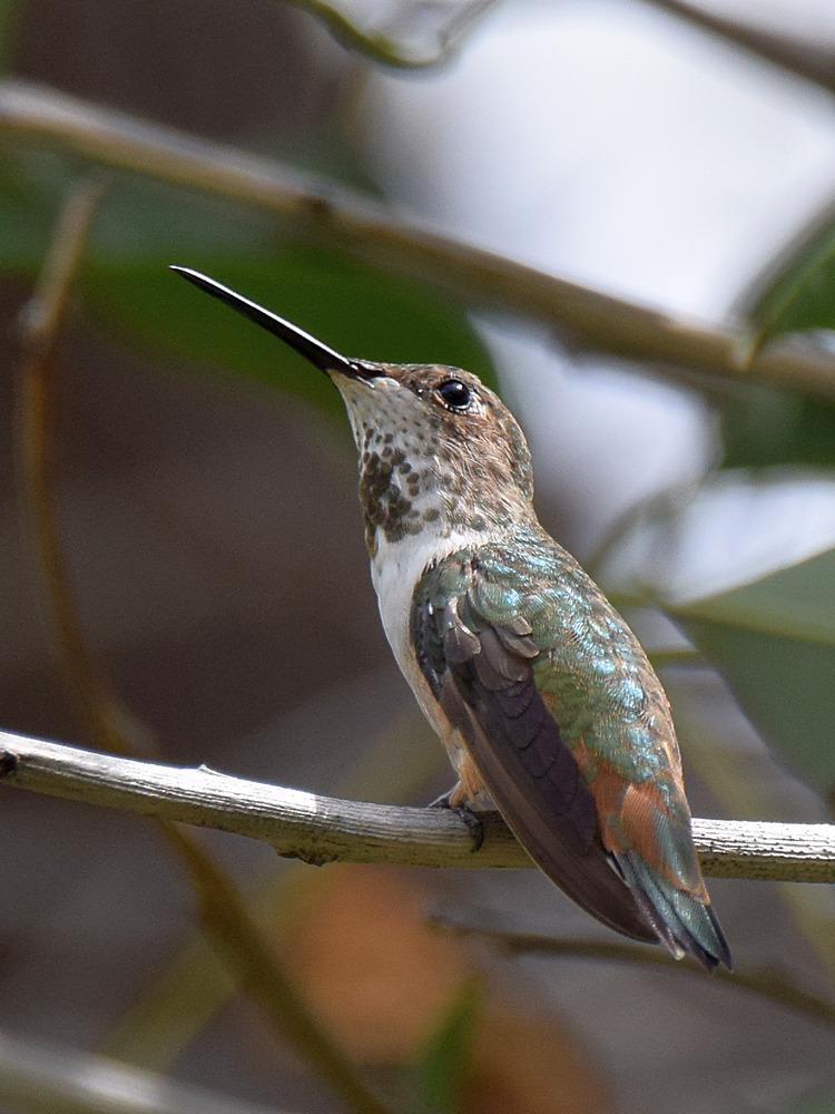 Hummer.jpg