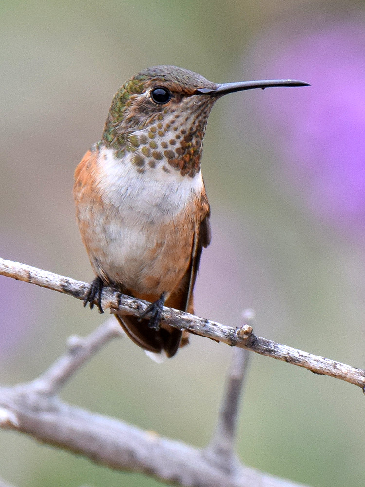 Hummer.jpg
