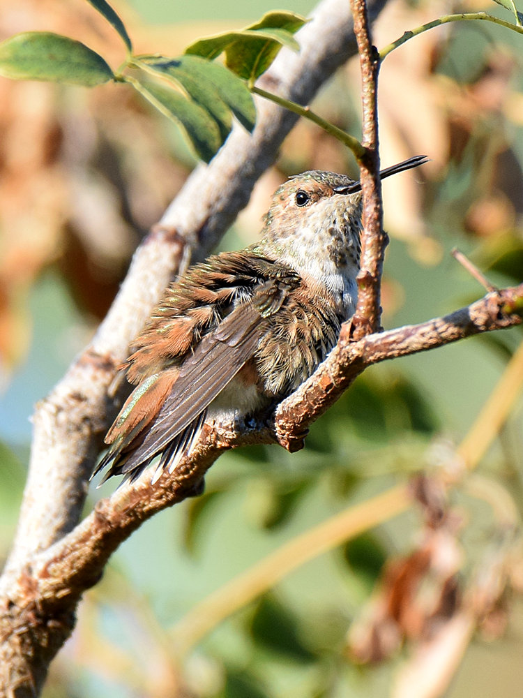 Hummer.jpg