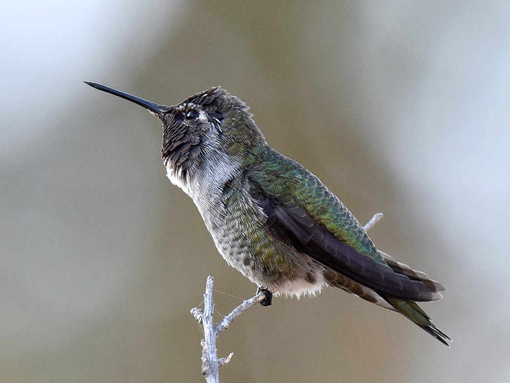 Hummer.jpg