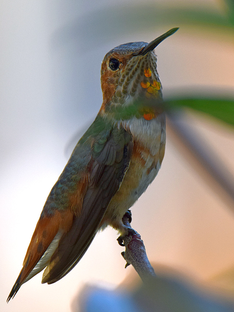 Hummer.jpg