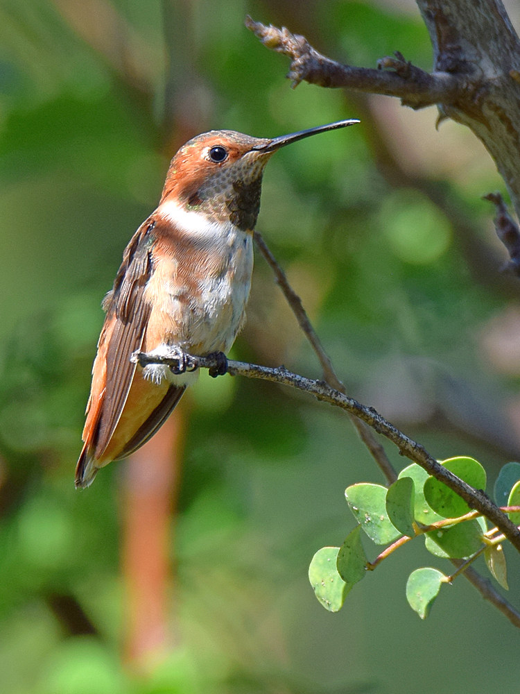 Hummer.jpg