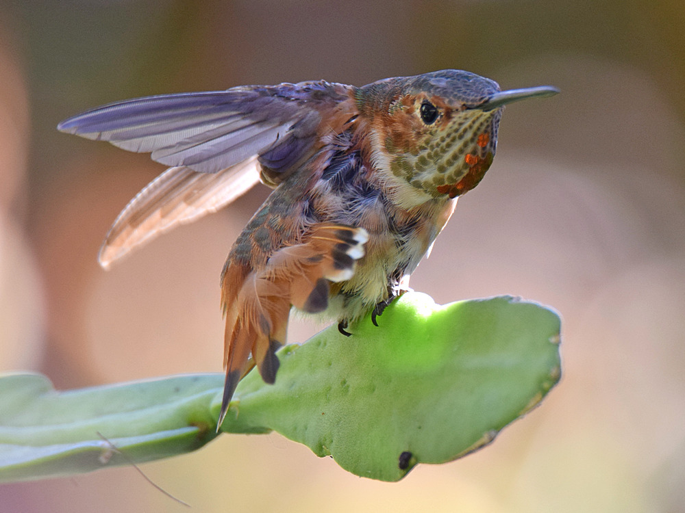 Hummer.jpg