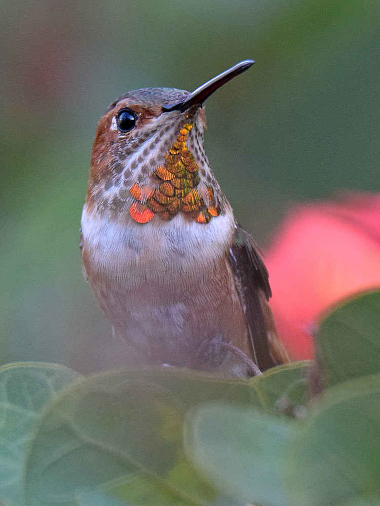 Hummer.jpg