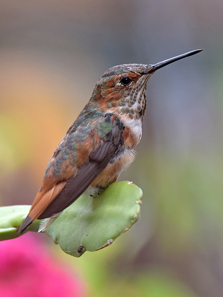 Hummer.jpg
