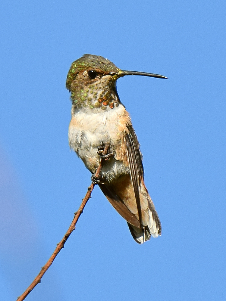 Hummer.jpg