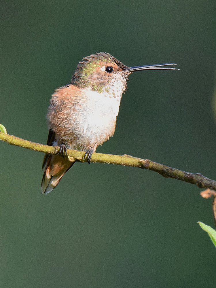 Hummer.jpg