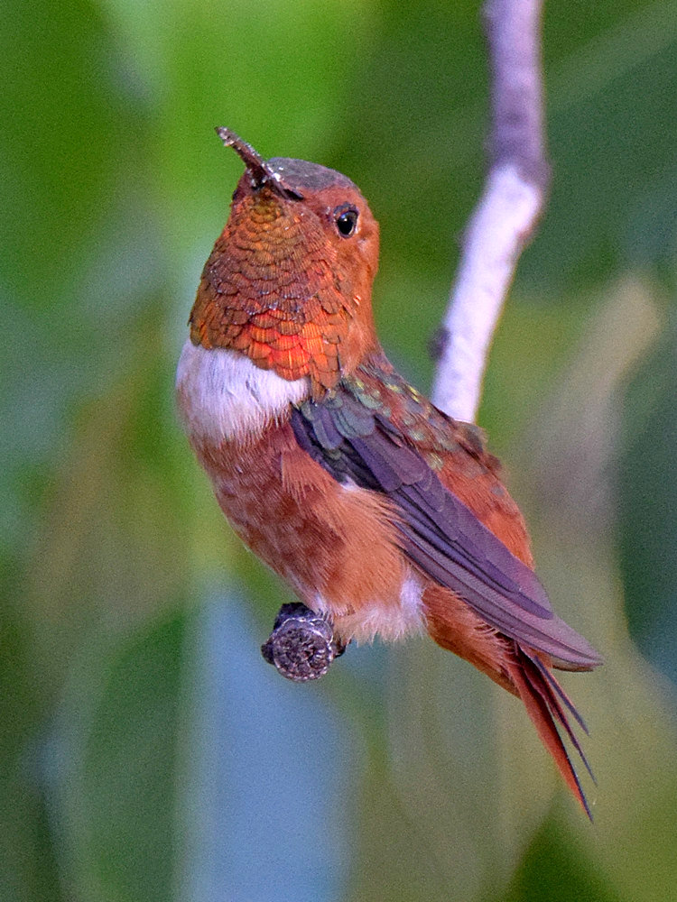 Hummer.jpg
