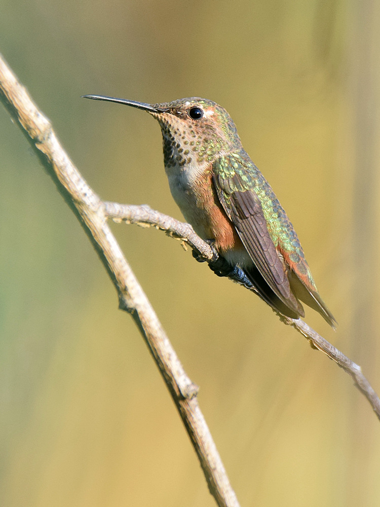 Hummer.jpg