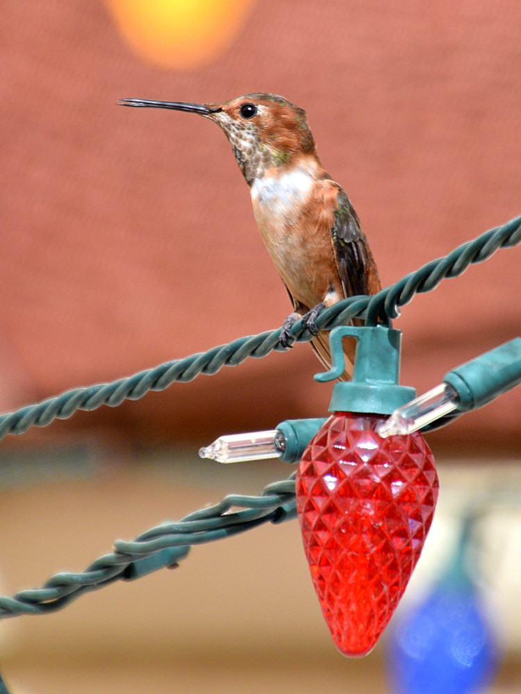 Hummer.jpg