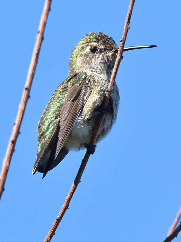 Hummer.jpg