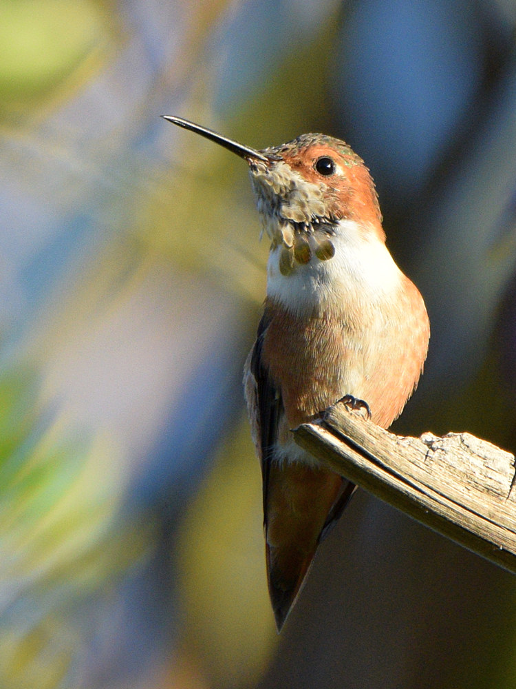 Hummer.jpg
