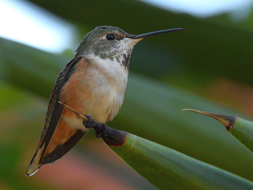Hummer.jpg