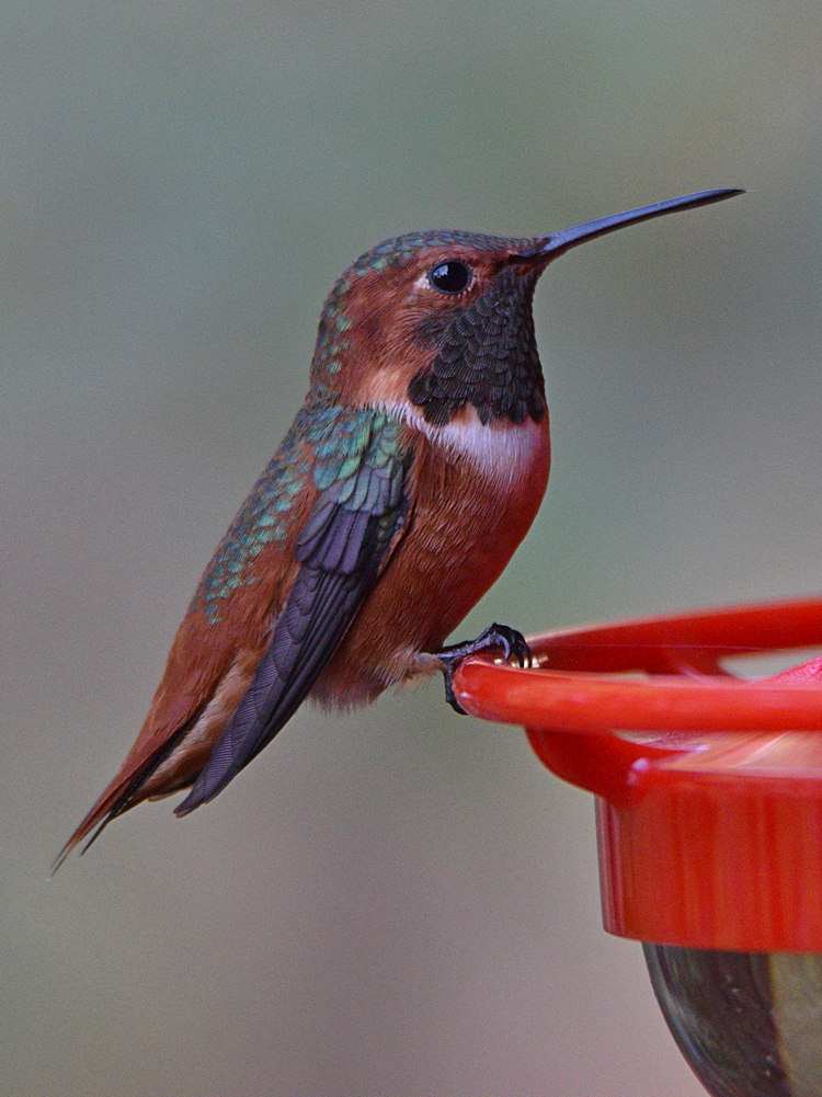 Hummer.jpg