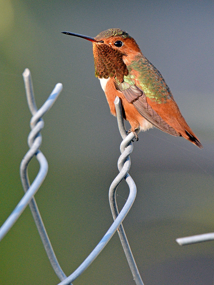 Hummer.jpg