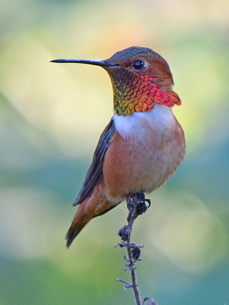 Hummer.jpg