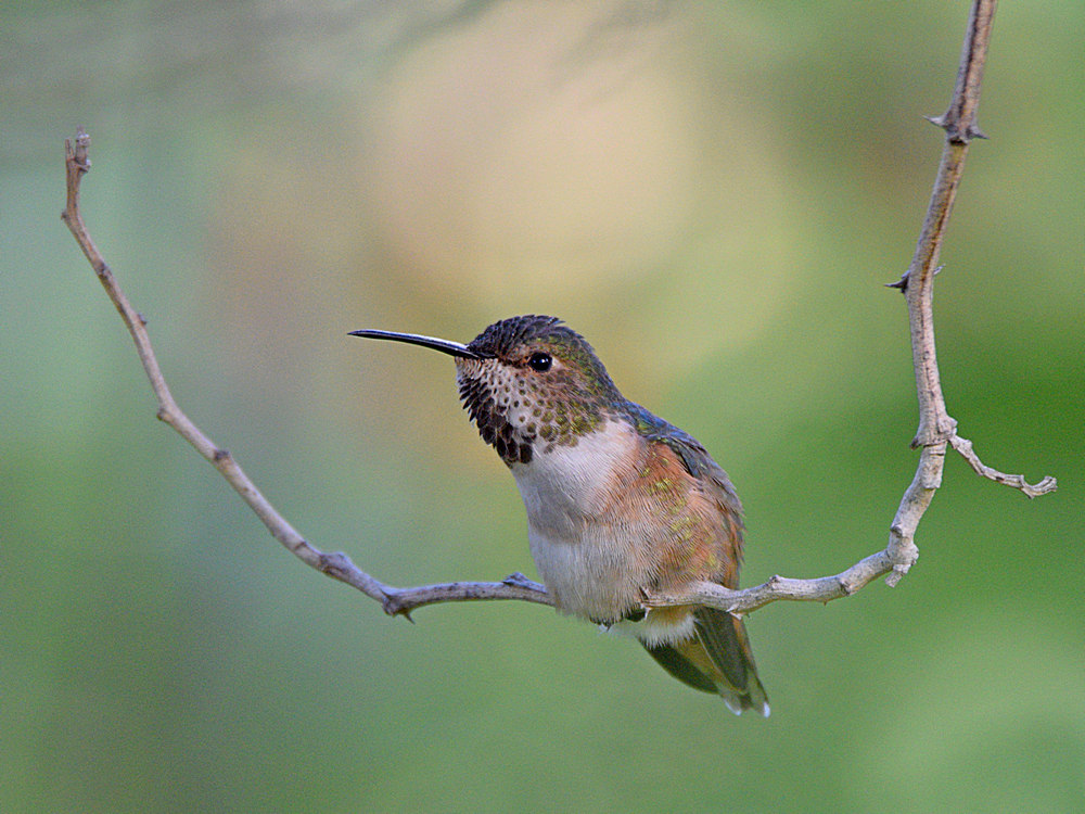 Hummer.jpg