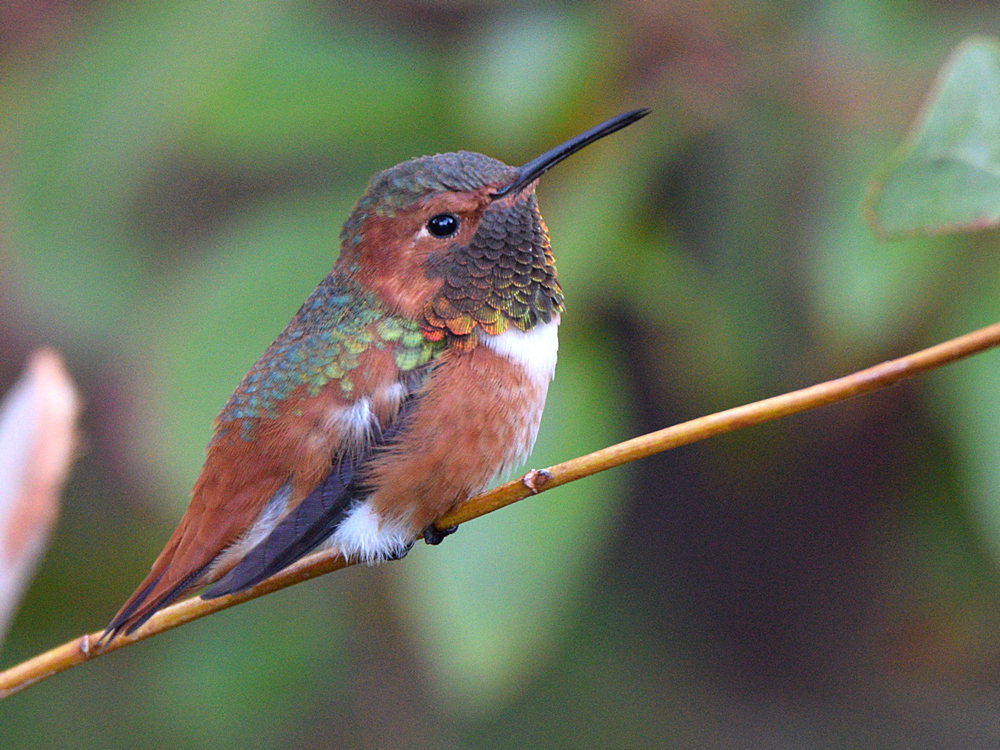 Hummer.jpg