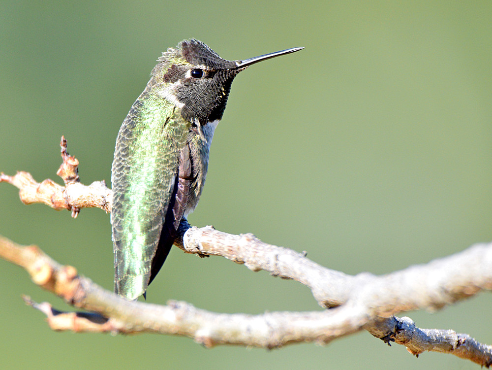 Hummer.jpg