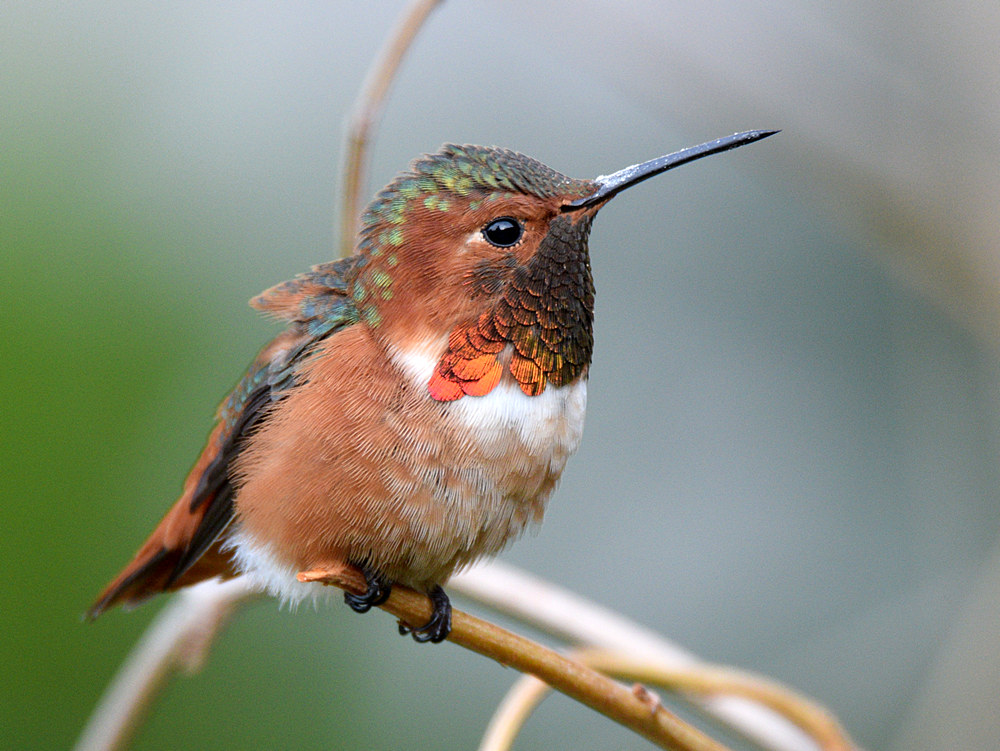 Hummer.jpg