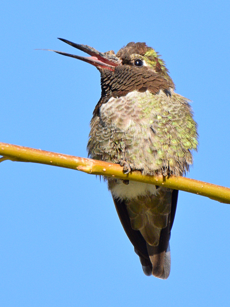 Hummer.jpg