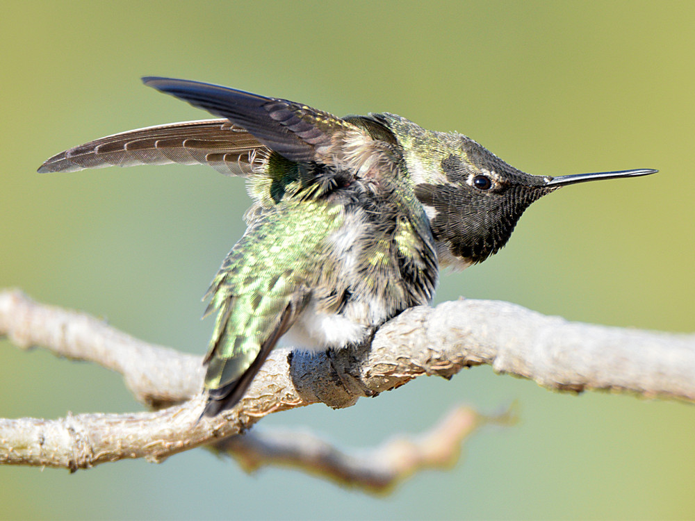 Hummer.jpg
