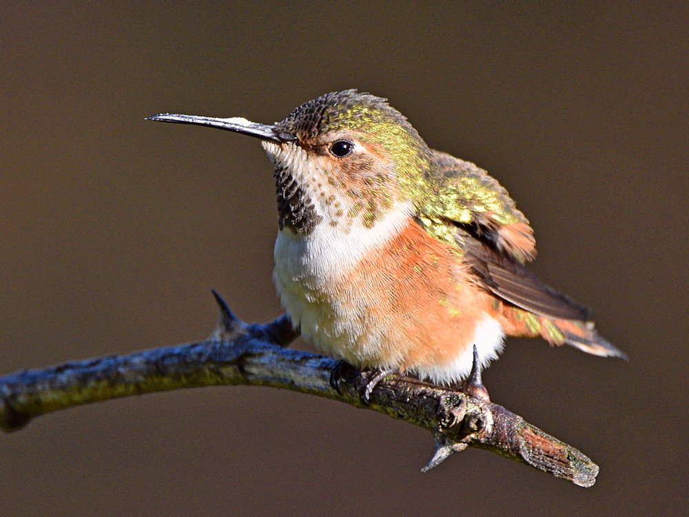 Hummer.jpg