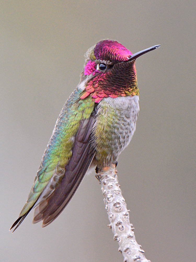 Hummer.jpg