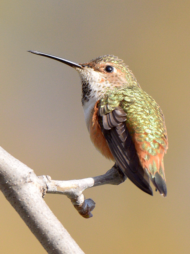 Hummer.jpg