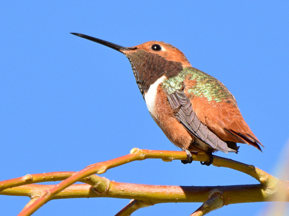 Hummer.jpg