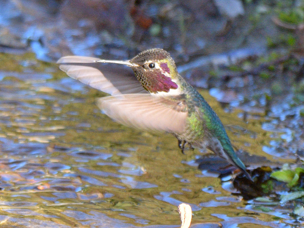 Hummer.jpg