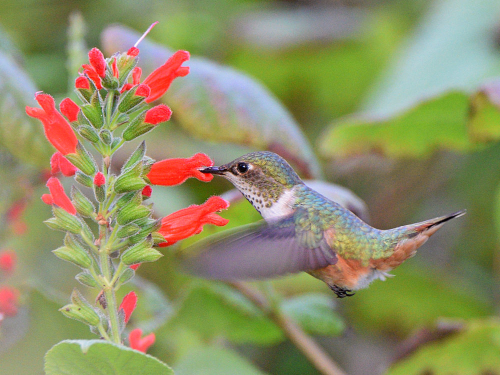 Hummer.jpg