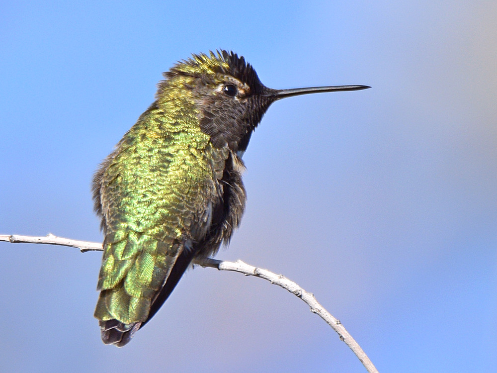 Hummer.jpg