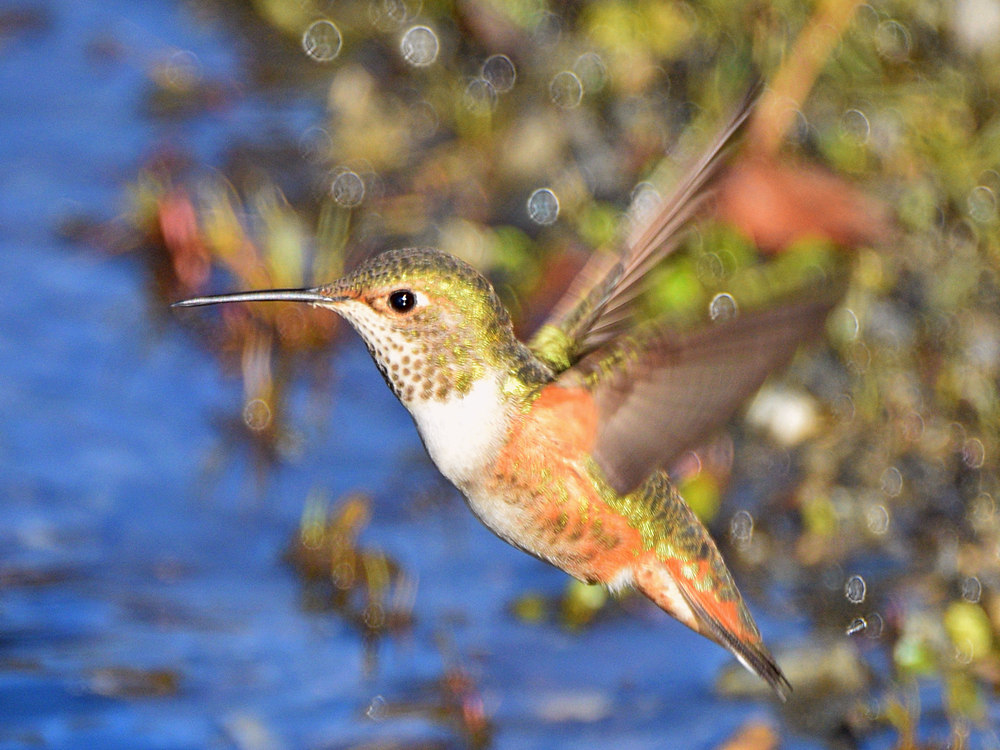 Hummer.jpg