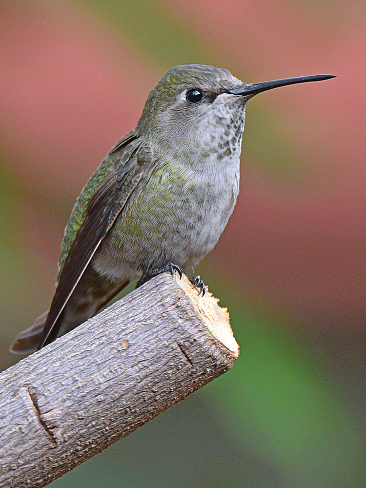 Hummer.jpg