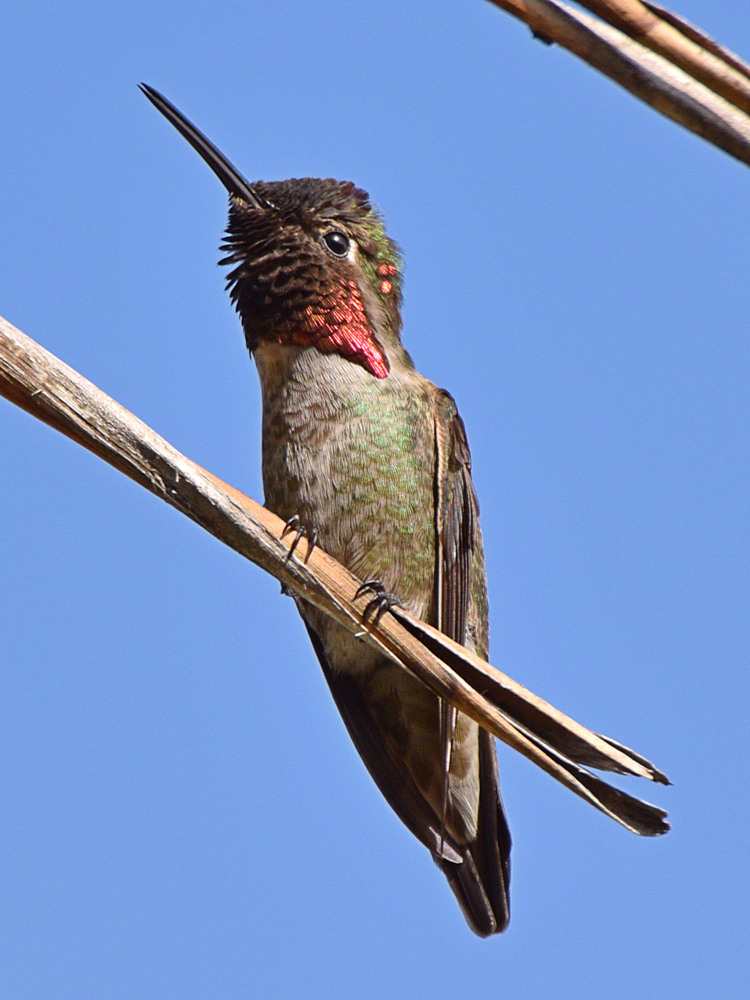 Hummer.jpg
