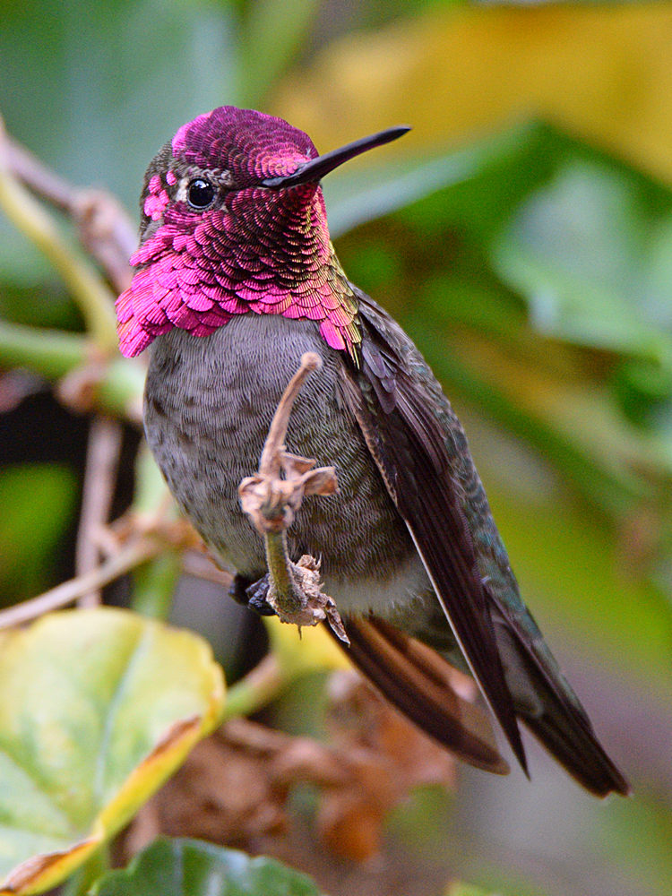 Hummer.jpg