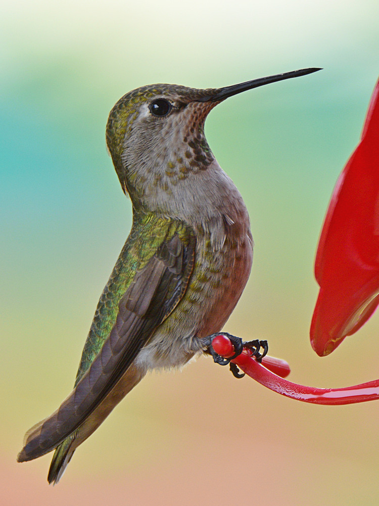 Hummer.jpg