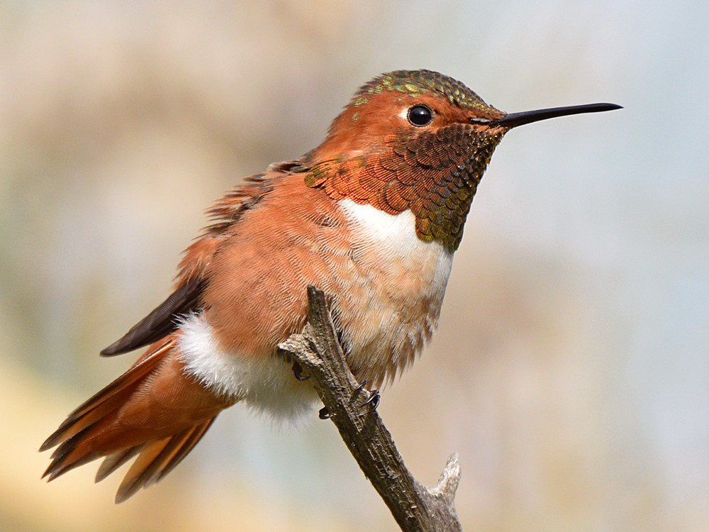 Hummer.jpg