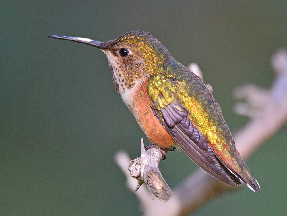 Hummer.jpg