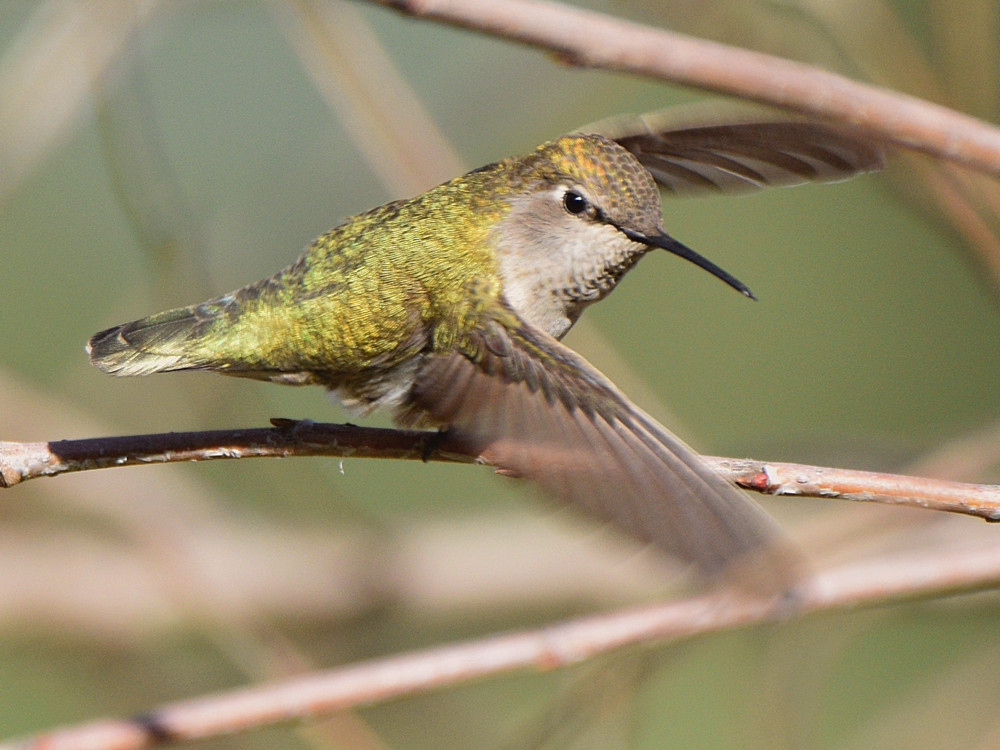 Hummer.jpg