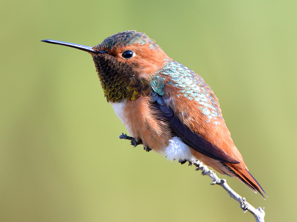 Hummer.jpg