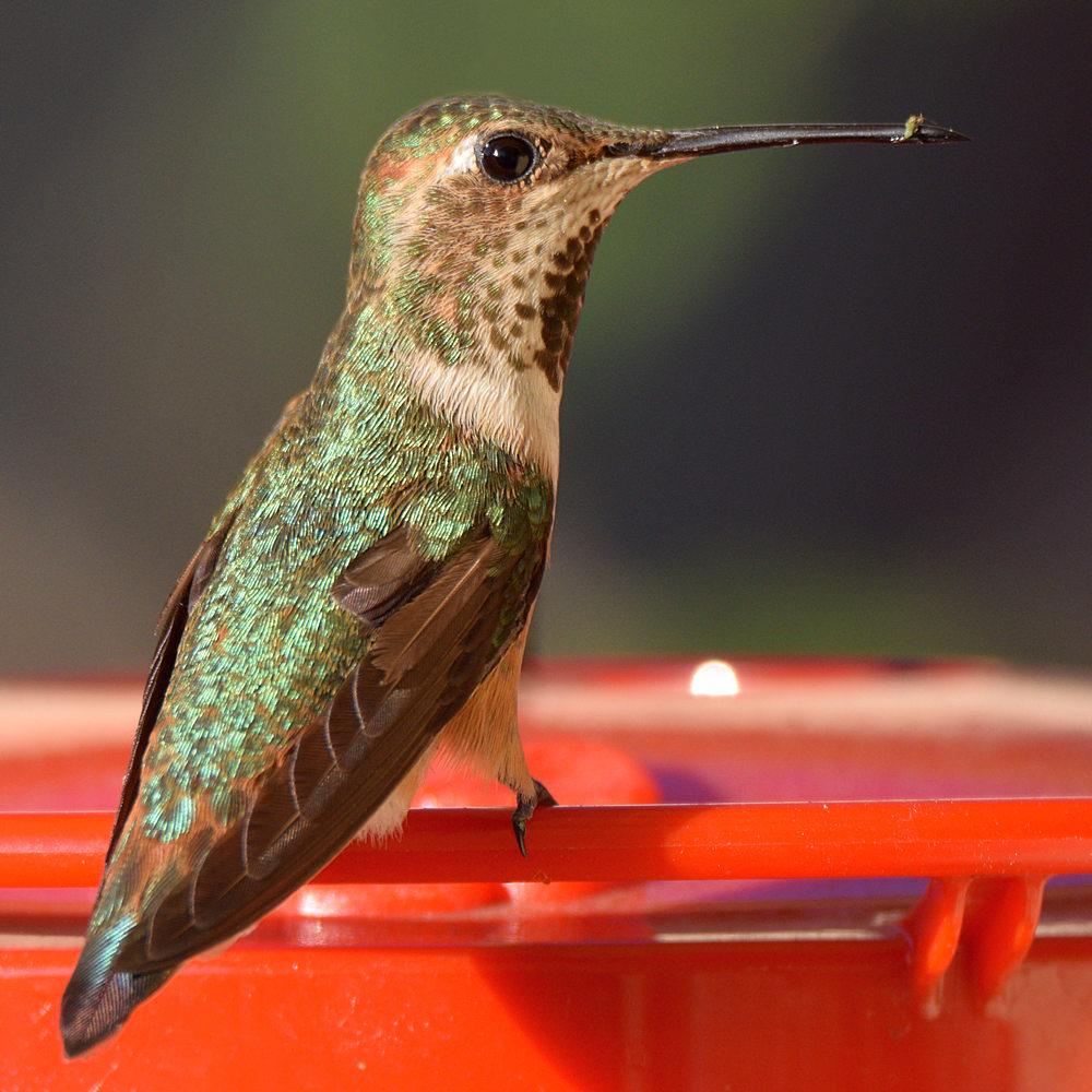 Hummer.jpg